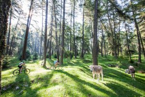 ortler bike marathon